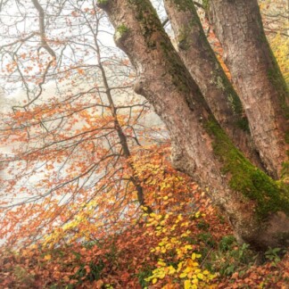 Image of Drift in Fall by Noel Fenech Photography